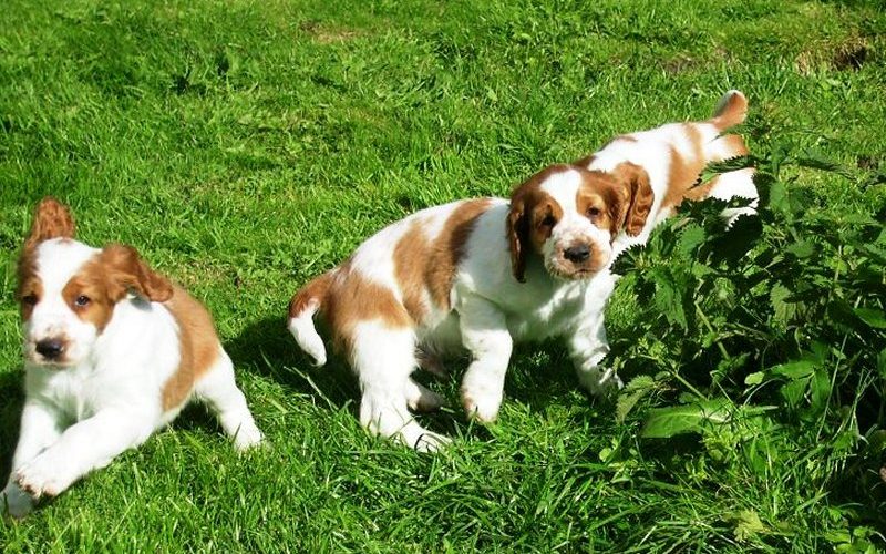 WELSH SPRINGER SPANIEL_Hvalpe_1_800