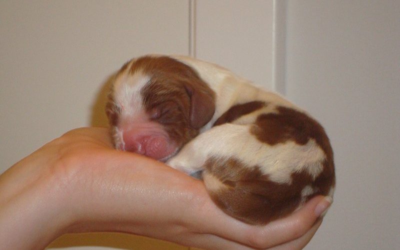 WELSH SPRINGER SPANIEL_Hvalpe_8_800