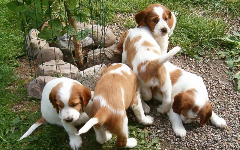 Welsh-Springer-Spaniel-15_700